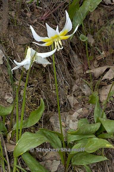 erythronium multiscapideum 4 graphic